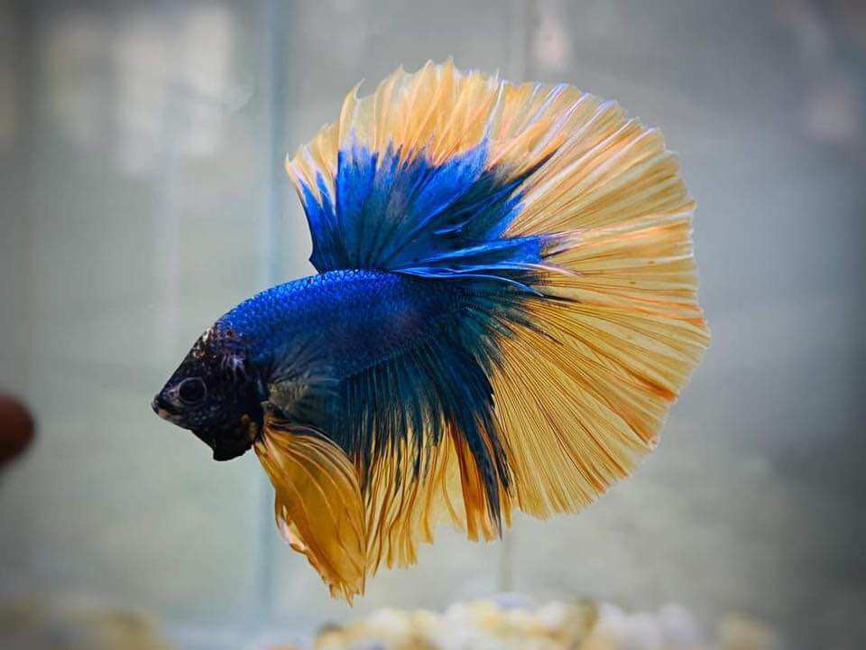 🌹 BETTA 🌹 koi Nemo glx ( làm giống tốt )