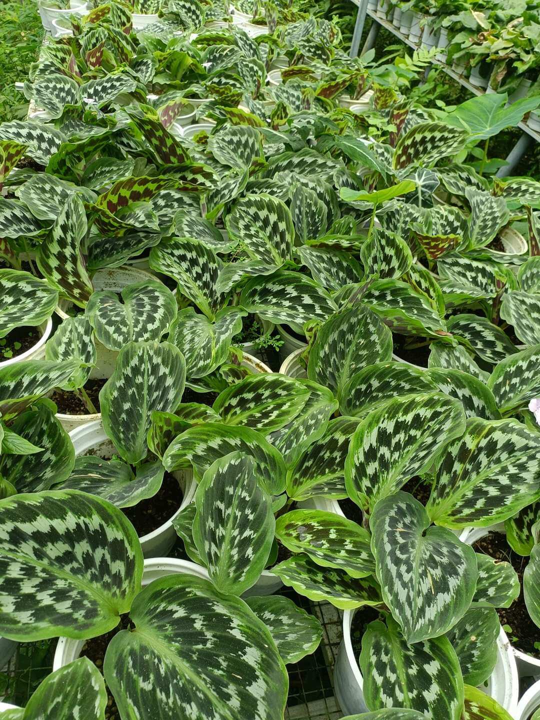 Cây đuôi công calathea merak