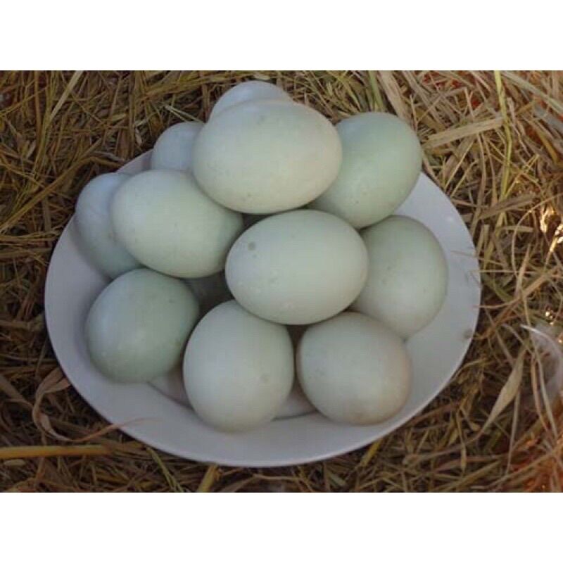 10 Trứng Vịt Lộn con vừa ăn tặng rau răm