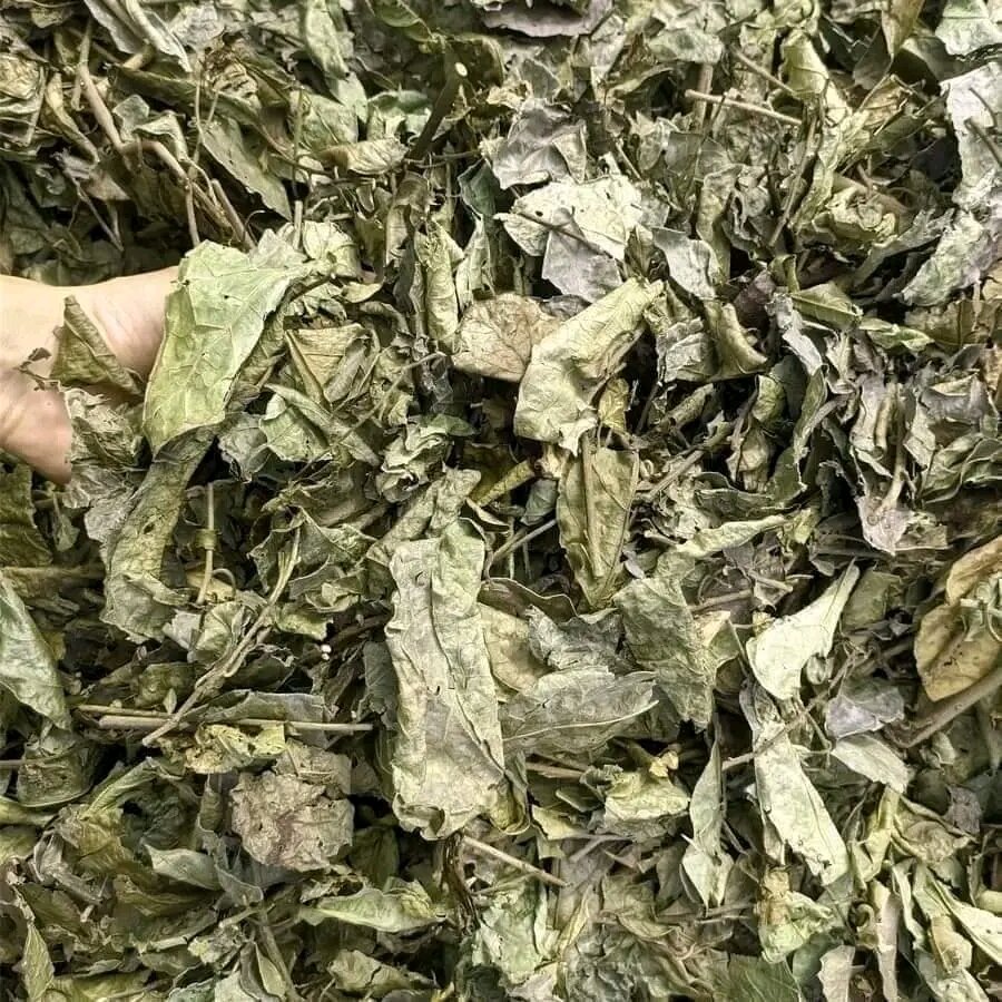 Xạ đen khô hòa bình hàng thân.lá.Trà xạ đen khô hàng phơi sạch sẽ tự nhiên