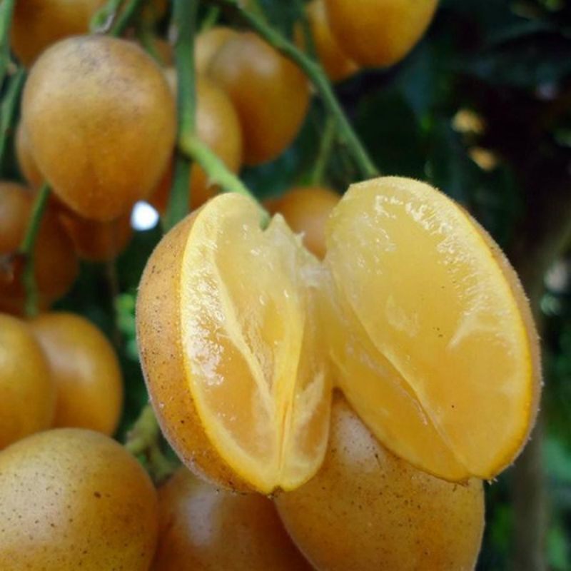 cây quất hồng bì