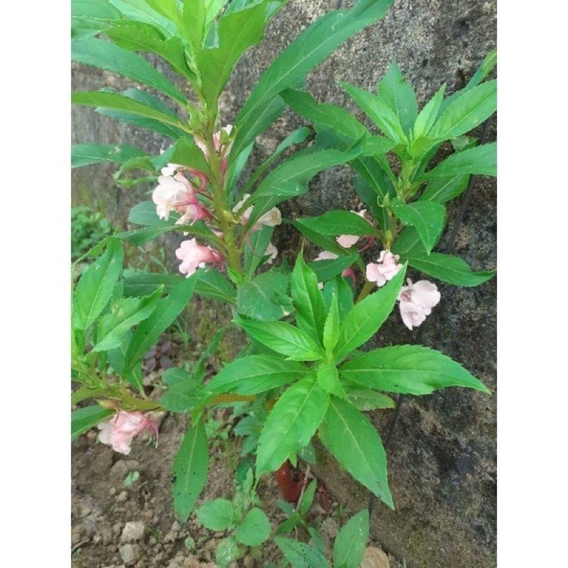 cây hoa bóng nước Kép