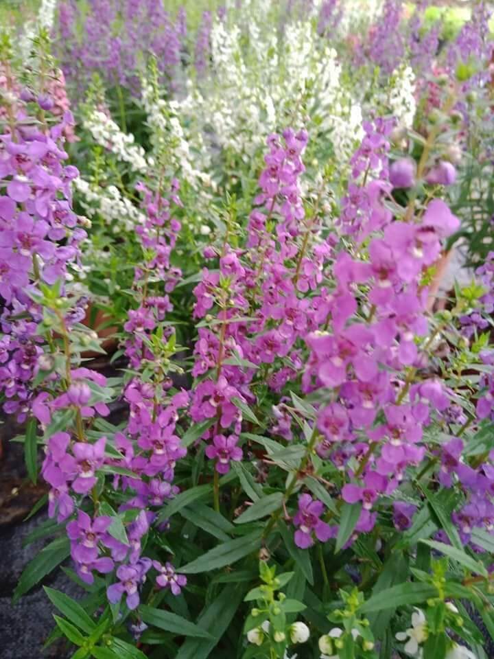 cây hoa ngọc hân- violet nhật