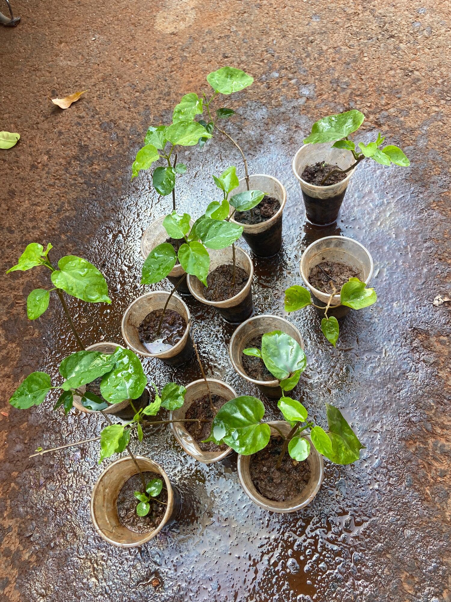 Cây giống Hoa thiên lý