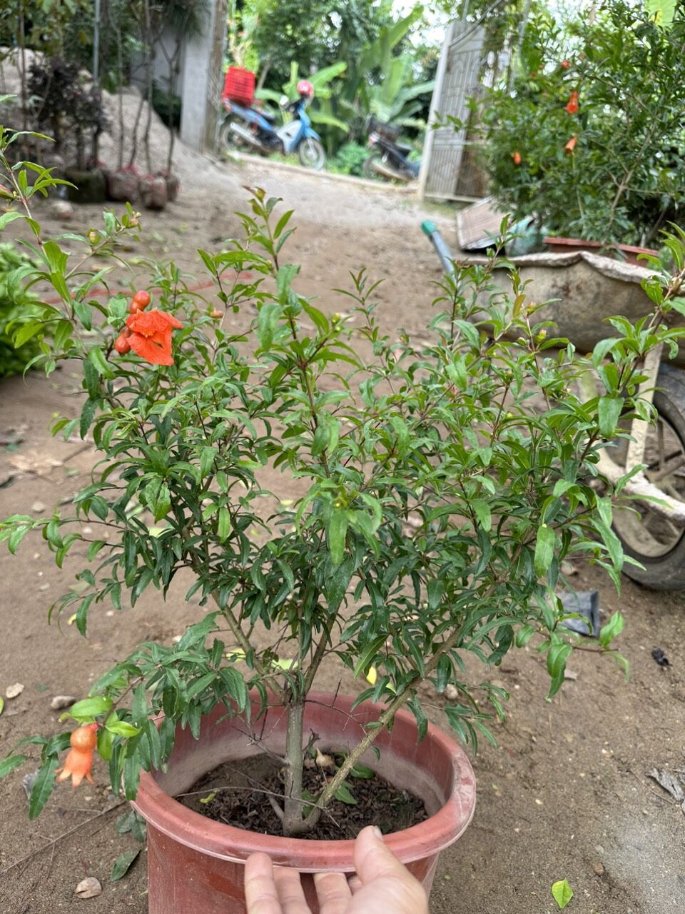 cây lựu đỏ ấn độ đang hoa