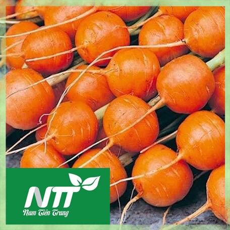 Hạt giống Cà rốt trái tròn - Hạt Giống Cà rốt Baby