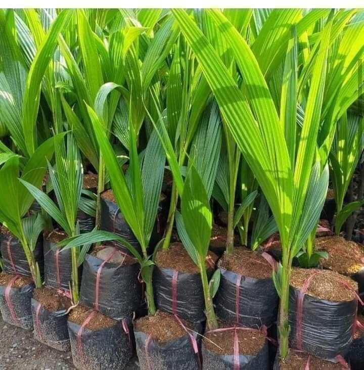 Cây giống dừa xiêm xanh lùn siêu trái