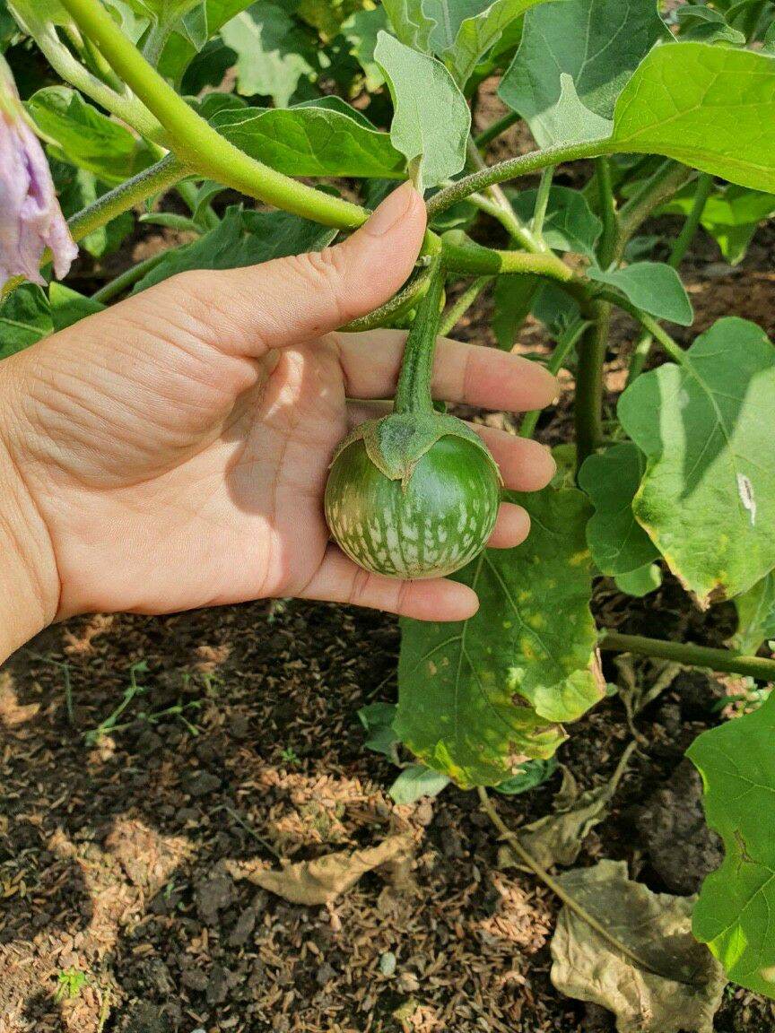 [HCM]Viên Tricoderma Mỹ ủ phân ủ cá phòng ch-ết nhát, nấm bệnh, cải tạo đất