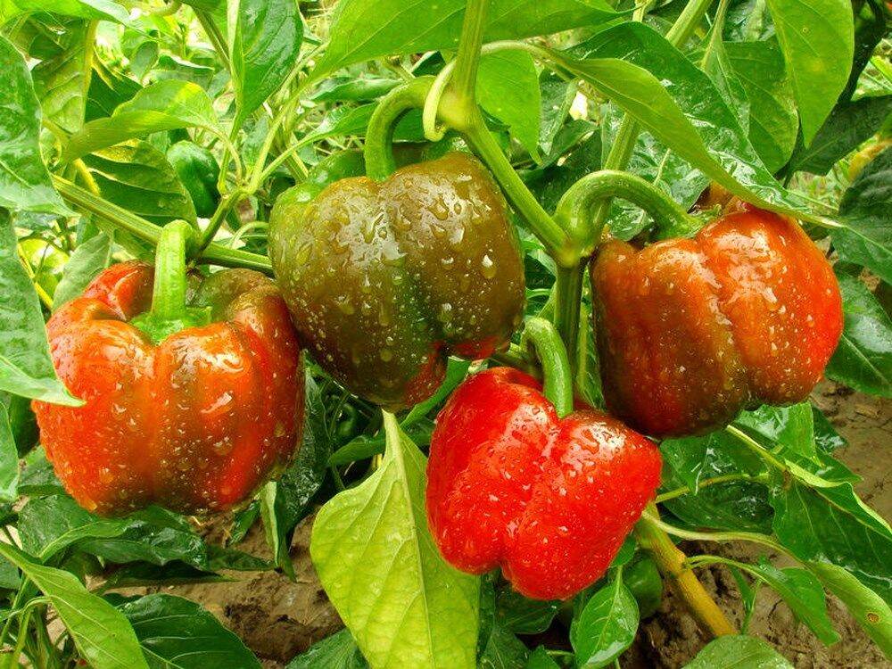 HẠT ỚT CHUÔNG COM DÀY gói 100 hạt