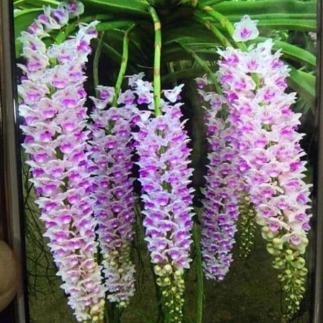 Hoa Lan đuôi chồn(sóc ta-1 bảng 2 cây)