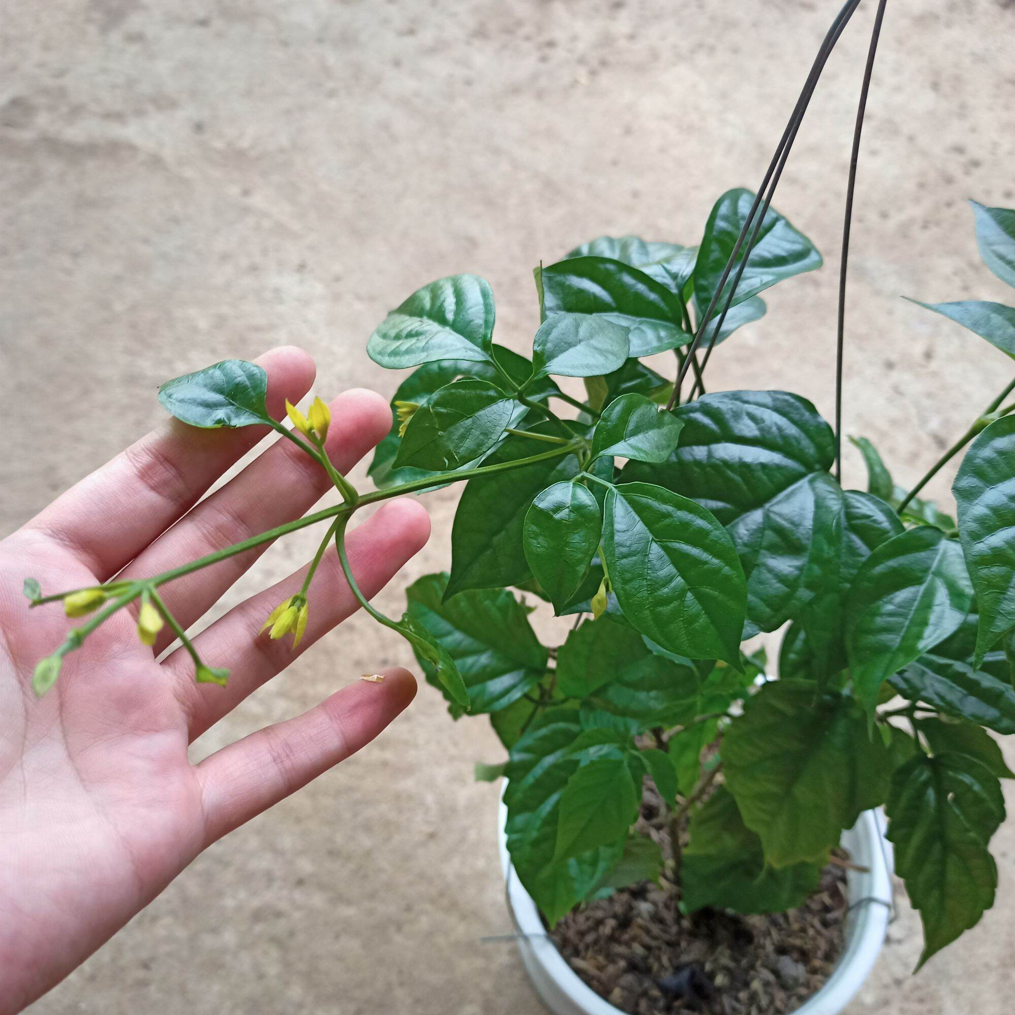 Chậu cây lan hoàng dương đang hoa