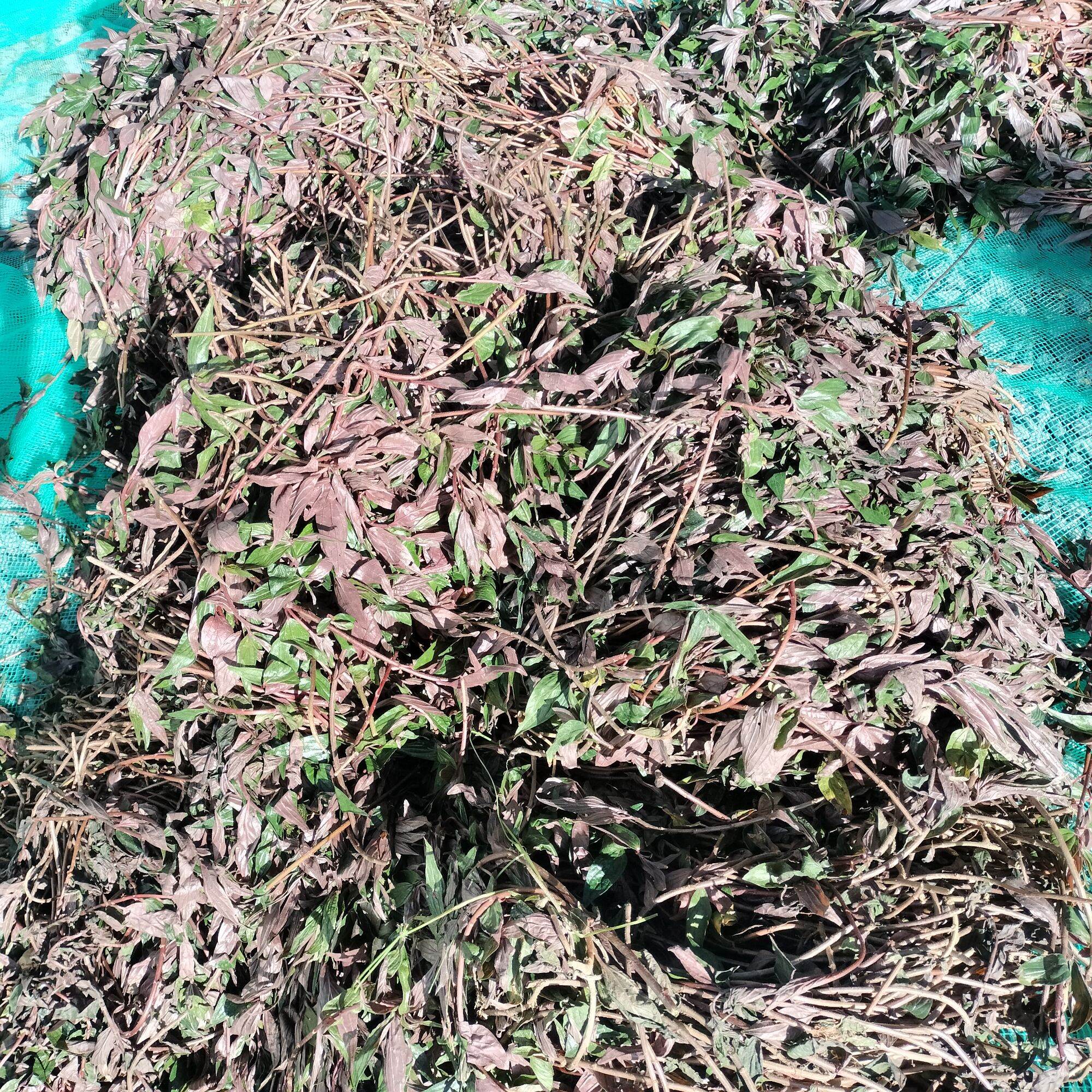 Bọ Mắm _thuốc Dòi sấy khô 500g