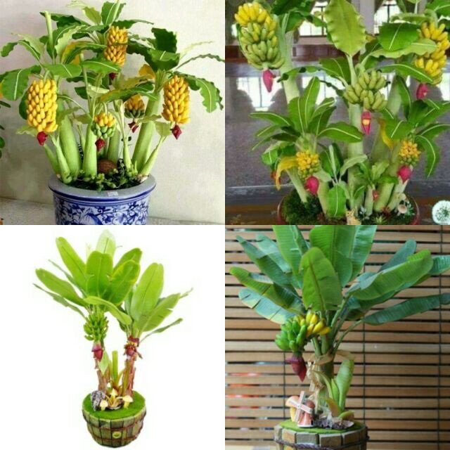 Hạt giống chuối mini sỉ 10k gói 20 hạt