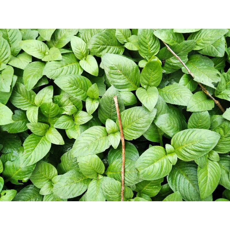 50 cây giống rau quế vị/xá xị trồng để ăn bánh tráng, thịt luộc, đồ nướng...
