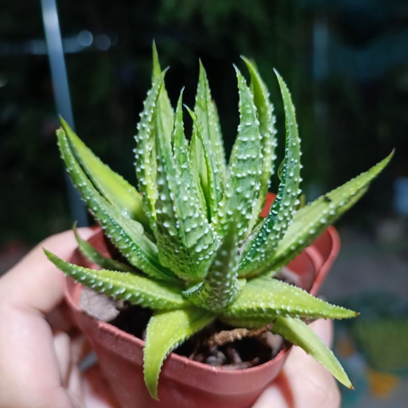 Sale 55%- Sen Đá Haworthia món.g rồng var