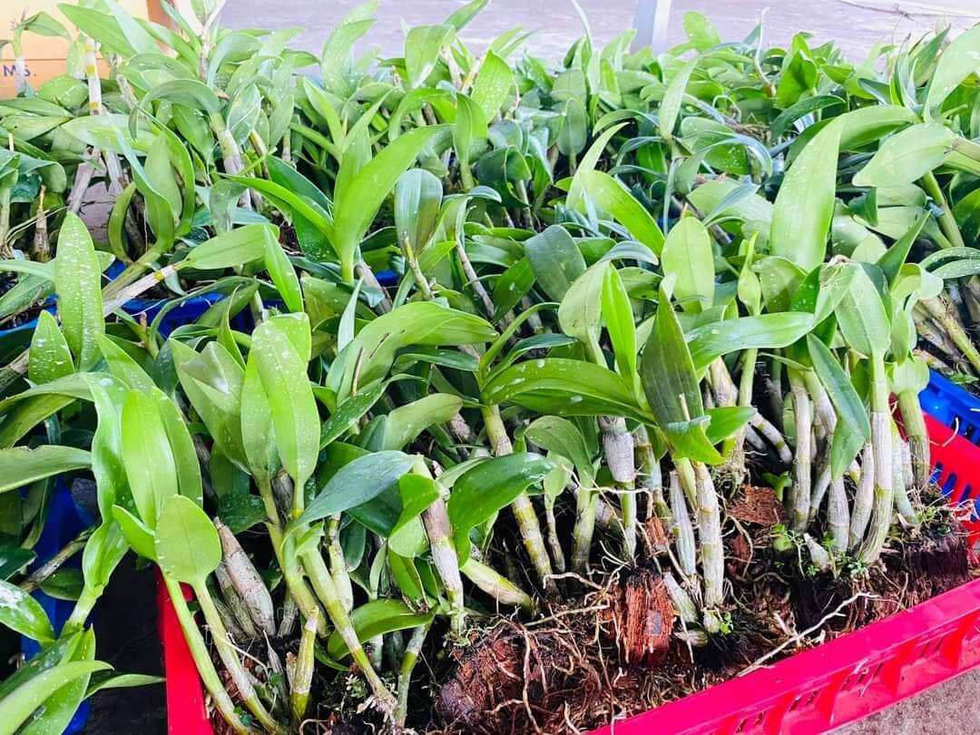 Lan Denro Nắng nhiều màu