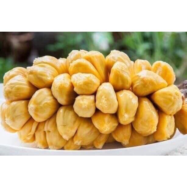 Cây mít tố nữ giống ươm từ hạt