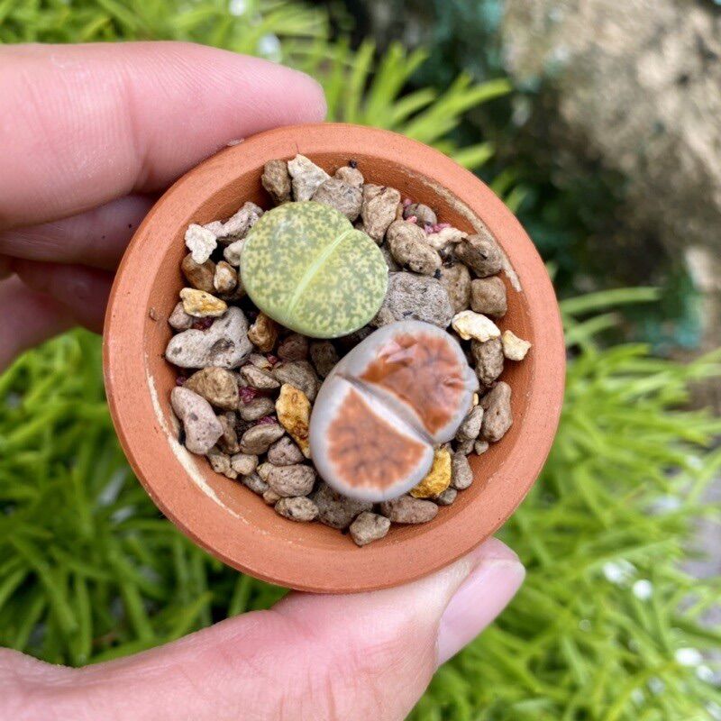 COMBO SEN MÔNG LITHOP SIZE 2.5-3CM GỒM CHẬU ĐẤT NUNG