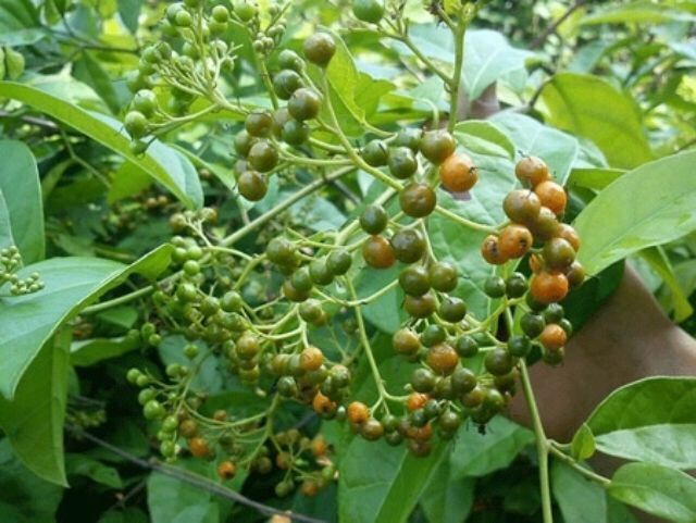 Quả cà gai (150k/kg)
