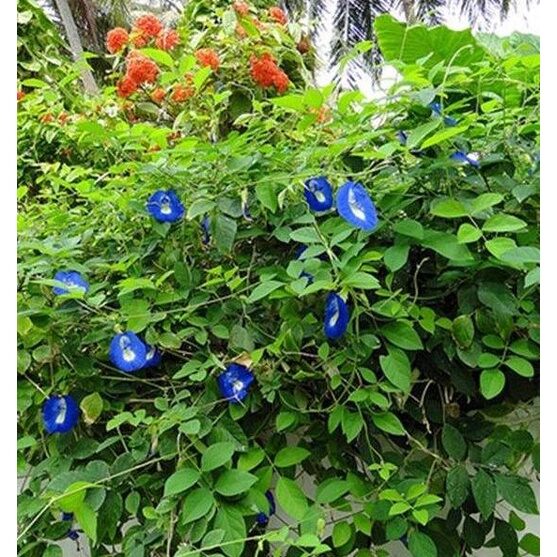 Hạt Giống Hoa Đậu Biếc