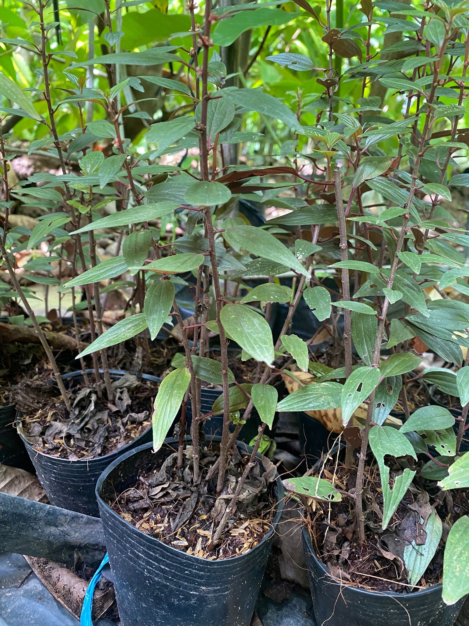 CÂY THUỐC DÒI TÍA  ( cây bọ mắm )