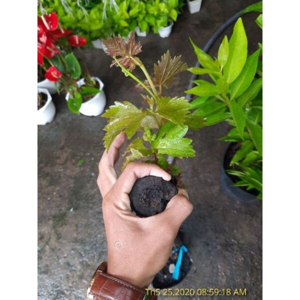 Cây Nho Ninh Thuận dây leo