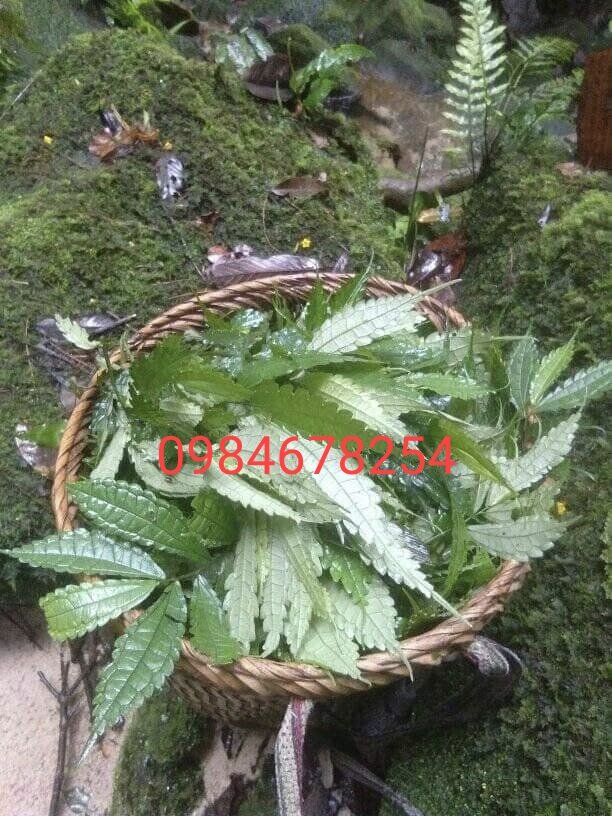 500g lá đắng chuẩn rừng tây bắc
