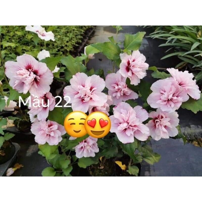 Cây giống hoa dâm bụt(1 bầu)