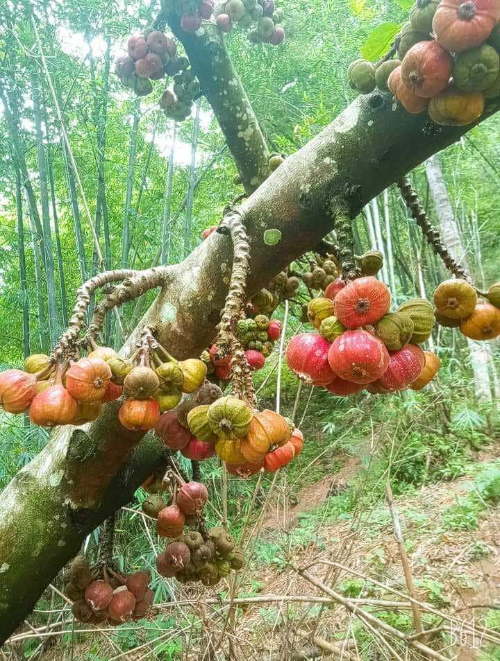 Cây giống vả mật. cây cao khoẻ
