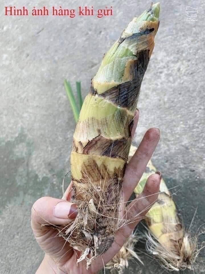Hoa Lan thiên Nga đột biến(1 củ hình cuối)