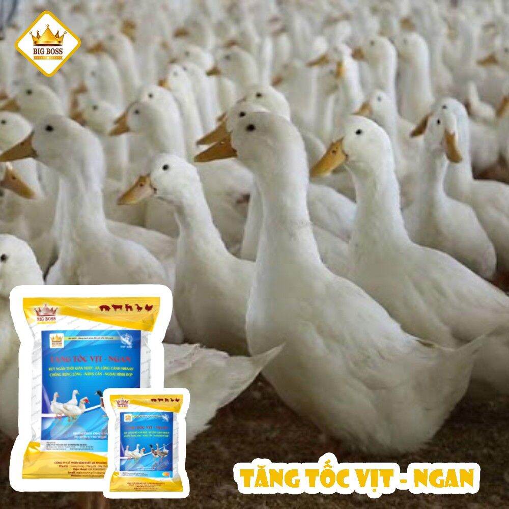 Siêu Tăng Tốc Vịt, Ngan (hàng chuẩn)