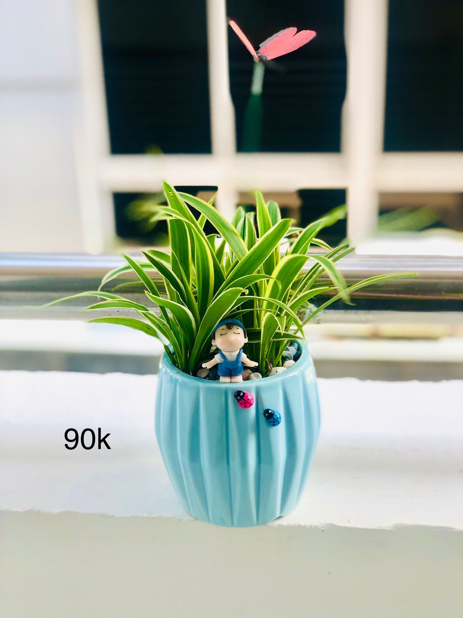Chậu tiểu cảnh cỏ lan chi 8x15cm