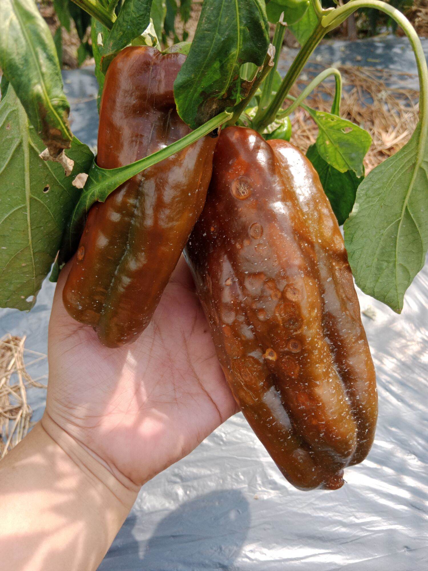 Hạt giống ớt sừng bò socola khổng lồ