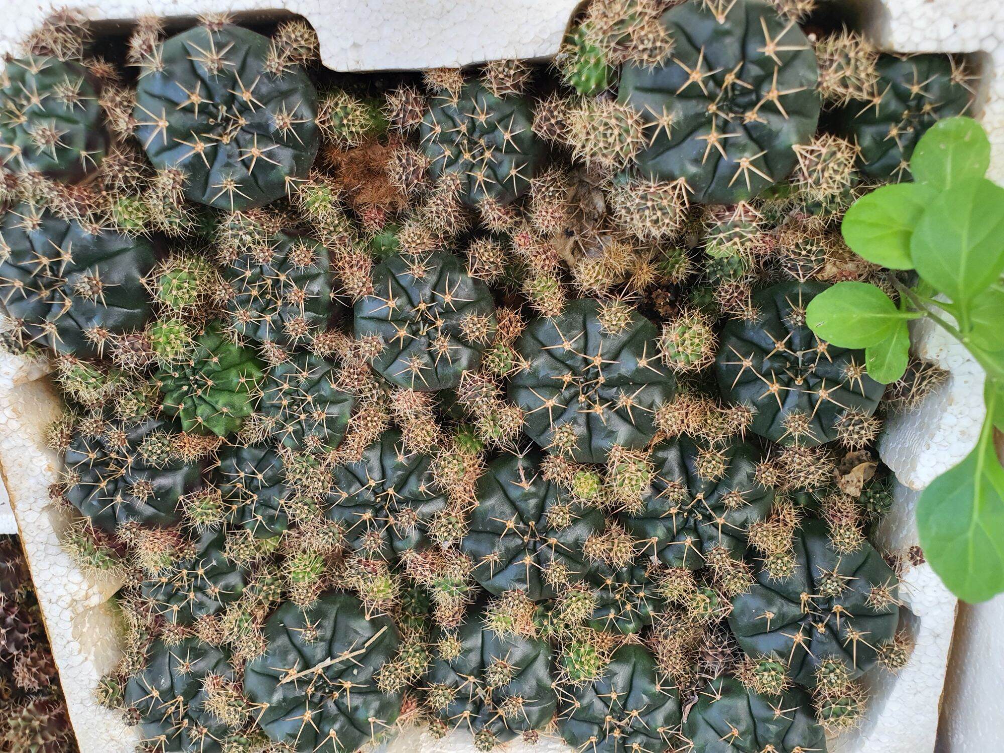 Xương rồng Damsi