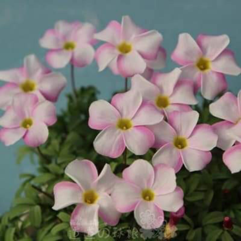củ hoa oxalis (combo 5 củ)
