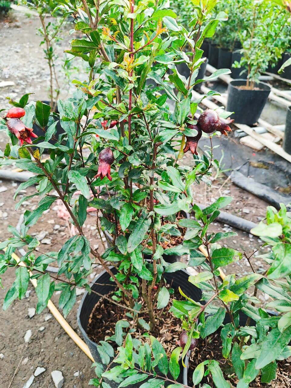 Cây Lựu Đen Nga đang chuẩn bị vào hoa trái
