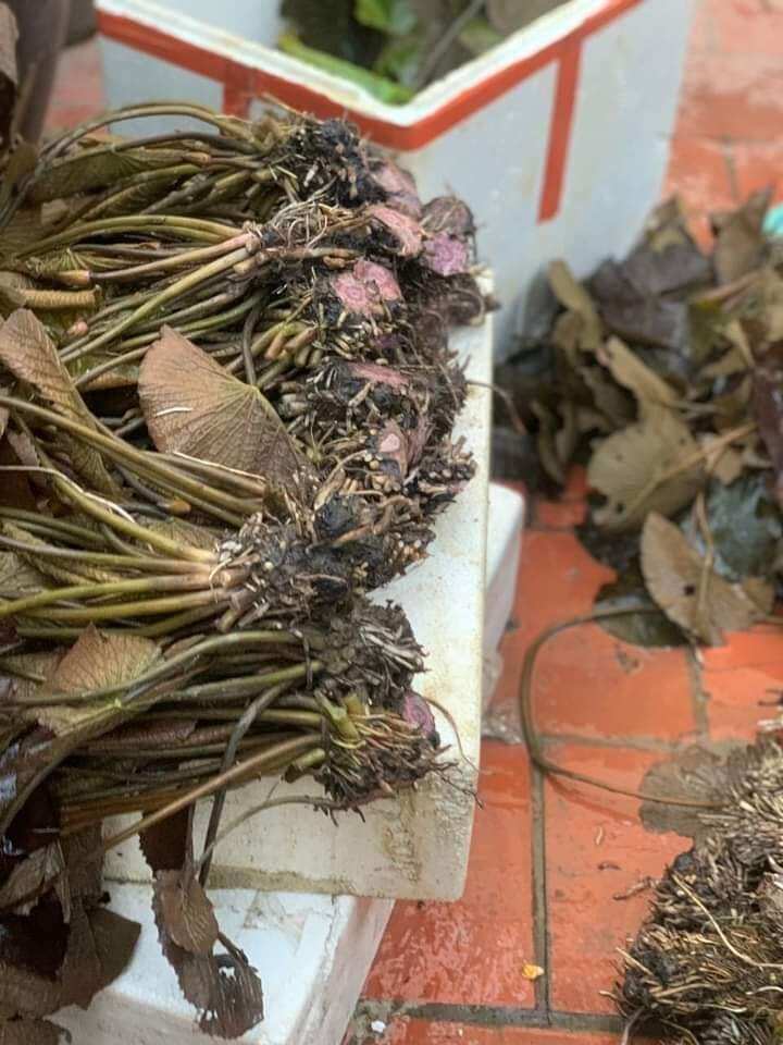 cây giống hoa súng đài hồng