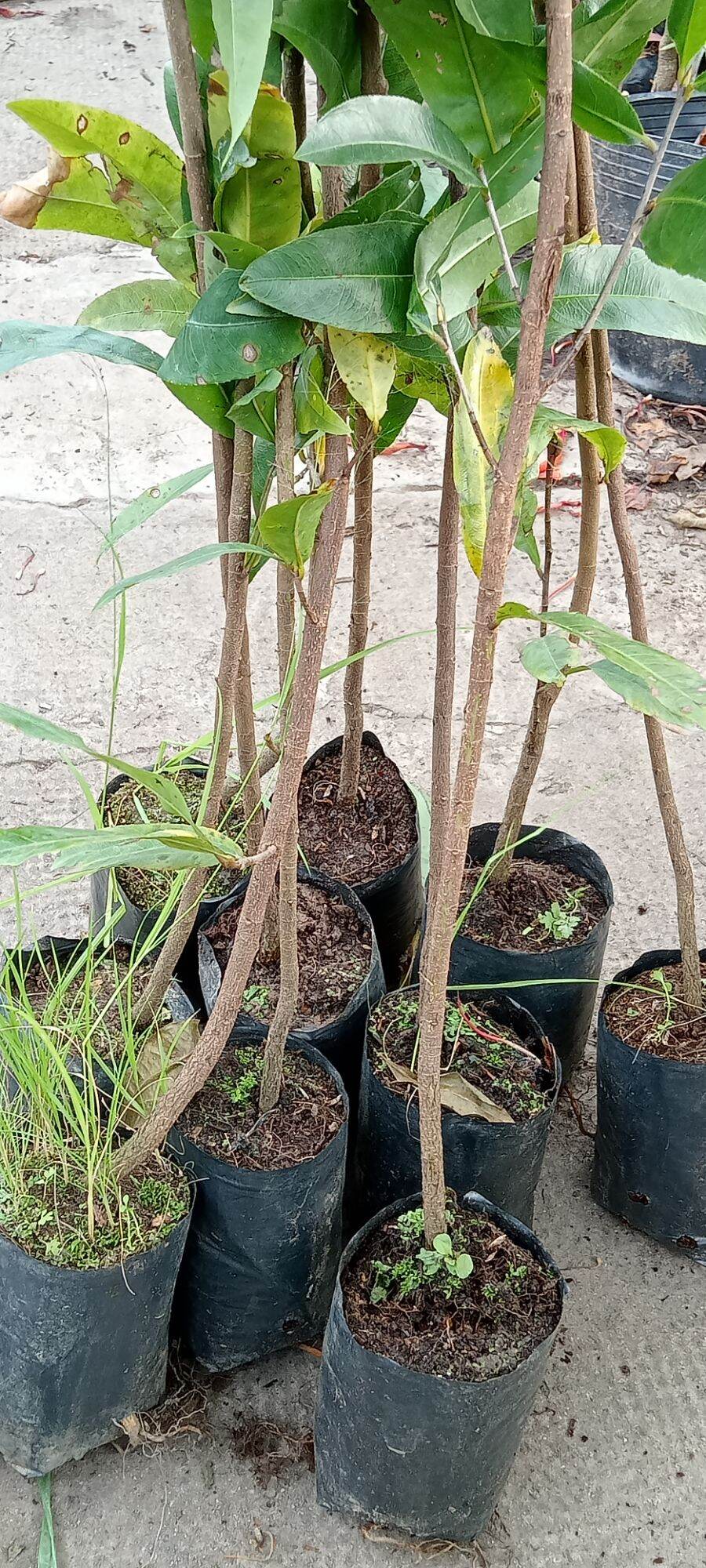 combo 10 cây mai quấn rễ cao từ 70 cm trở lên