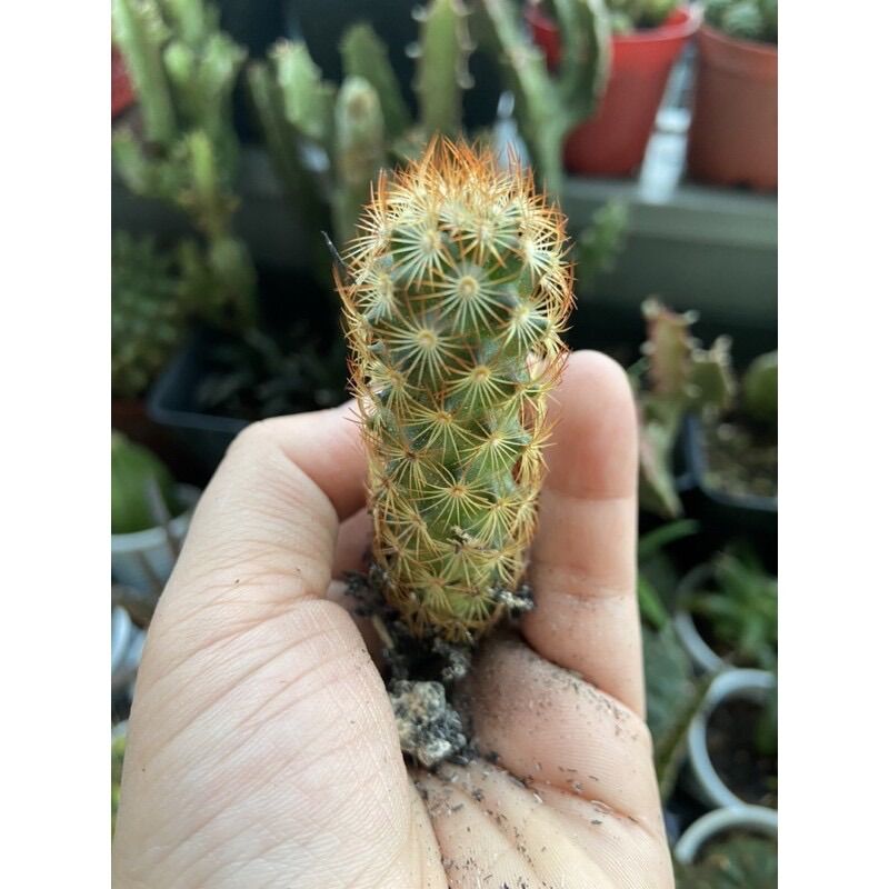 Xương rồng mami đỏ 12k/cây