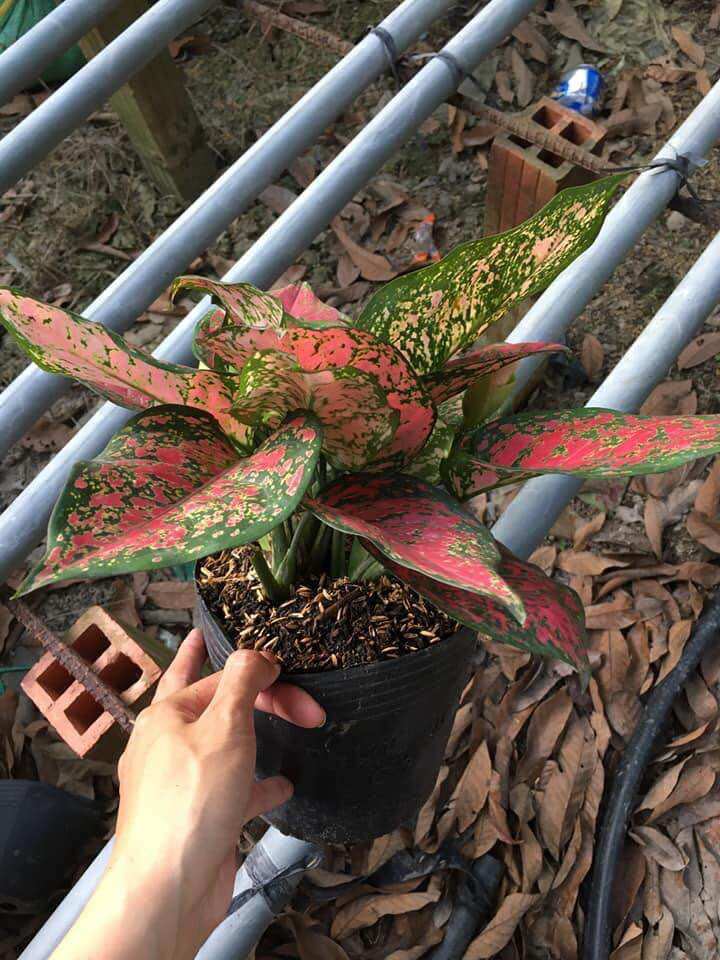 Cây vạn lộc ( cây thiên phú)