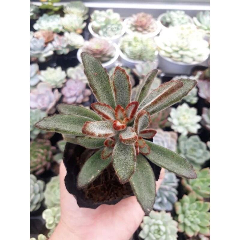 Sen đá lông nhung size bầu 3-5 cm