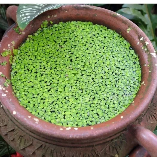 100gam Bèo tấm