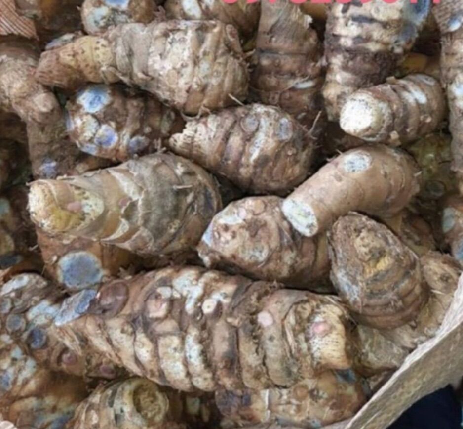 Combo 3 cây giống nghệ đen