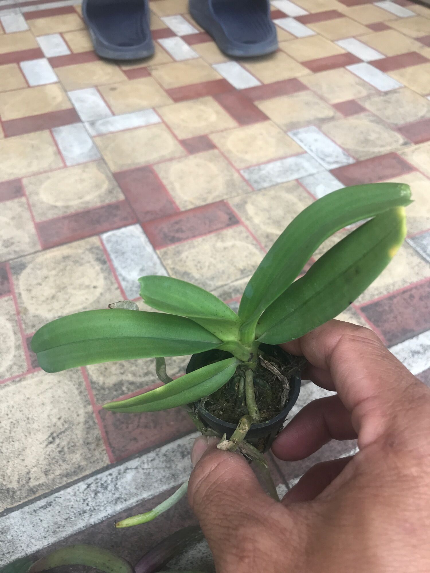 Ngọc điểm giống 60k/2 cây