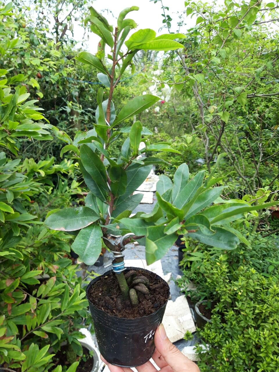 MAI CÚC THỌ HƯƠNG, LÔ CÂY NHIỀU BO