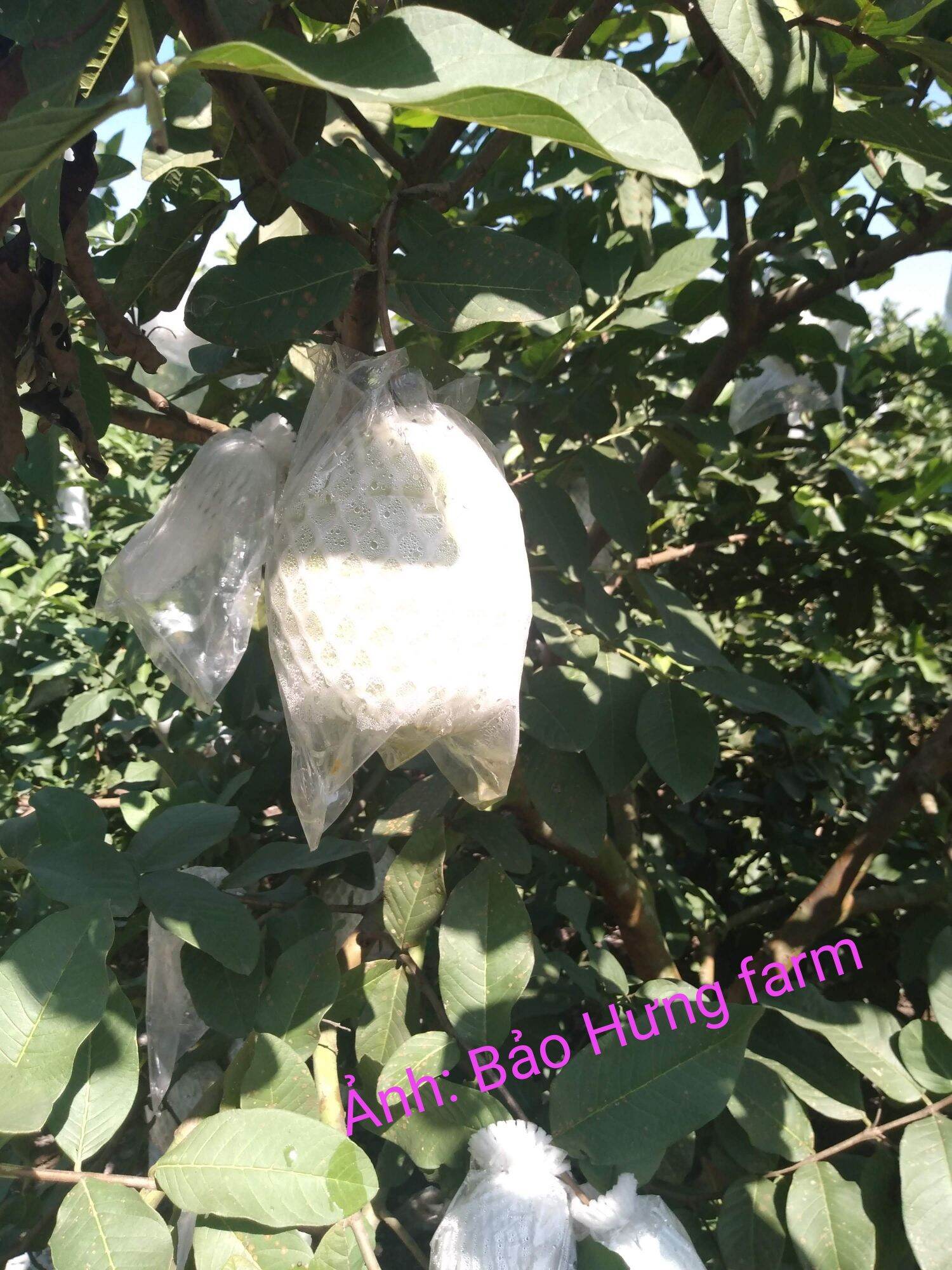 2kg lá ổi tươi, hỗ trợ giảm cân