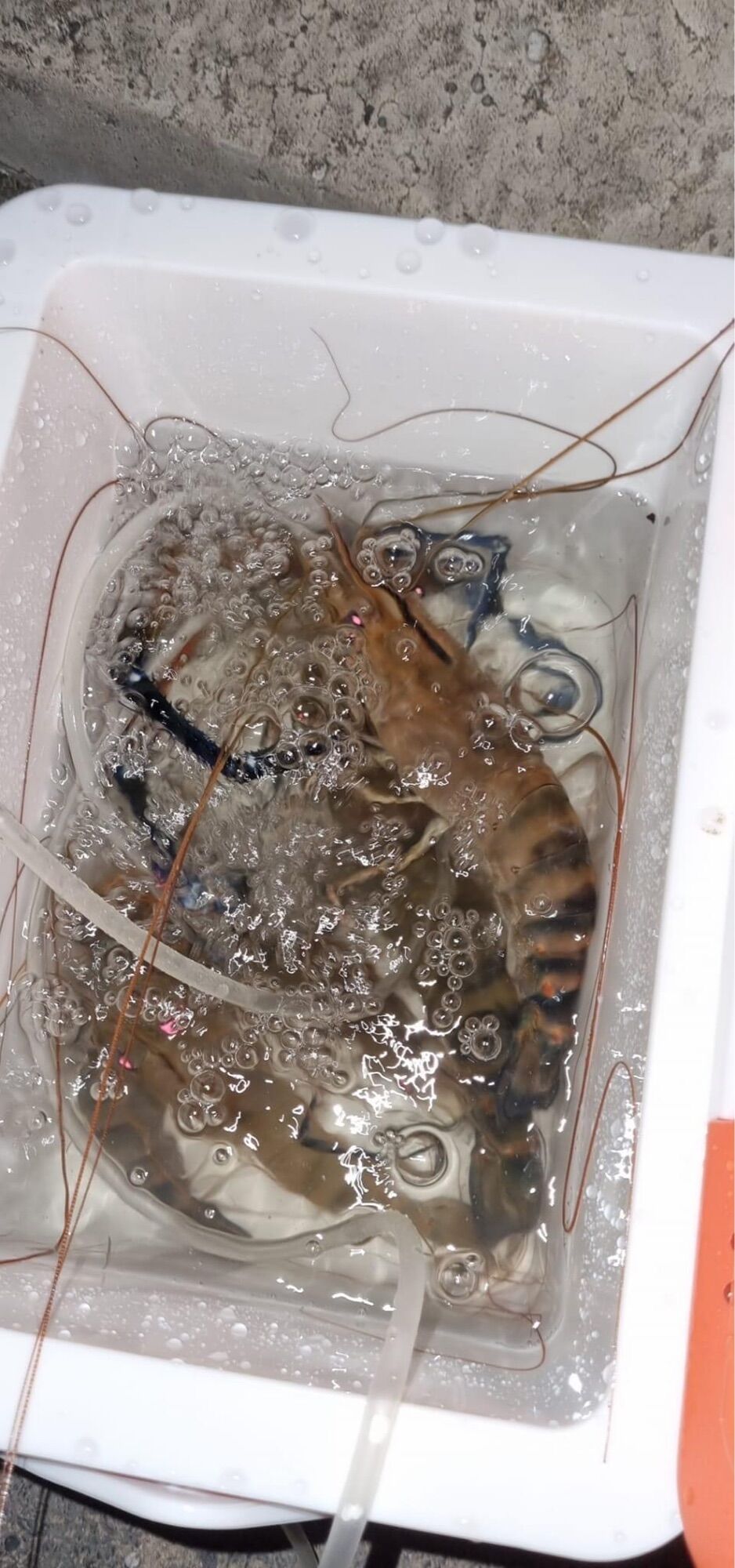 Lưỡi câu tôm inox vuông bịch 100 lưỡi