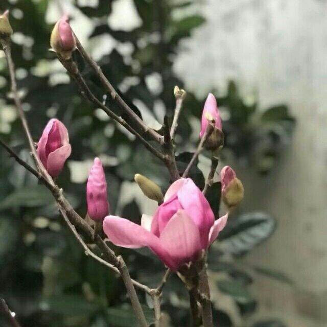 CÂY GIỐNG HOA MỘC LAN
