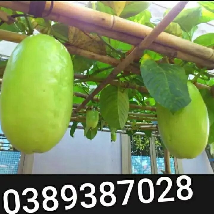 Hạt giống dưa tây ,20 hạt