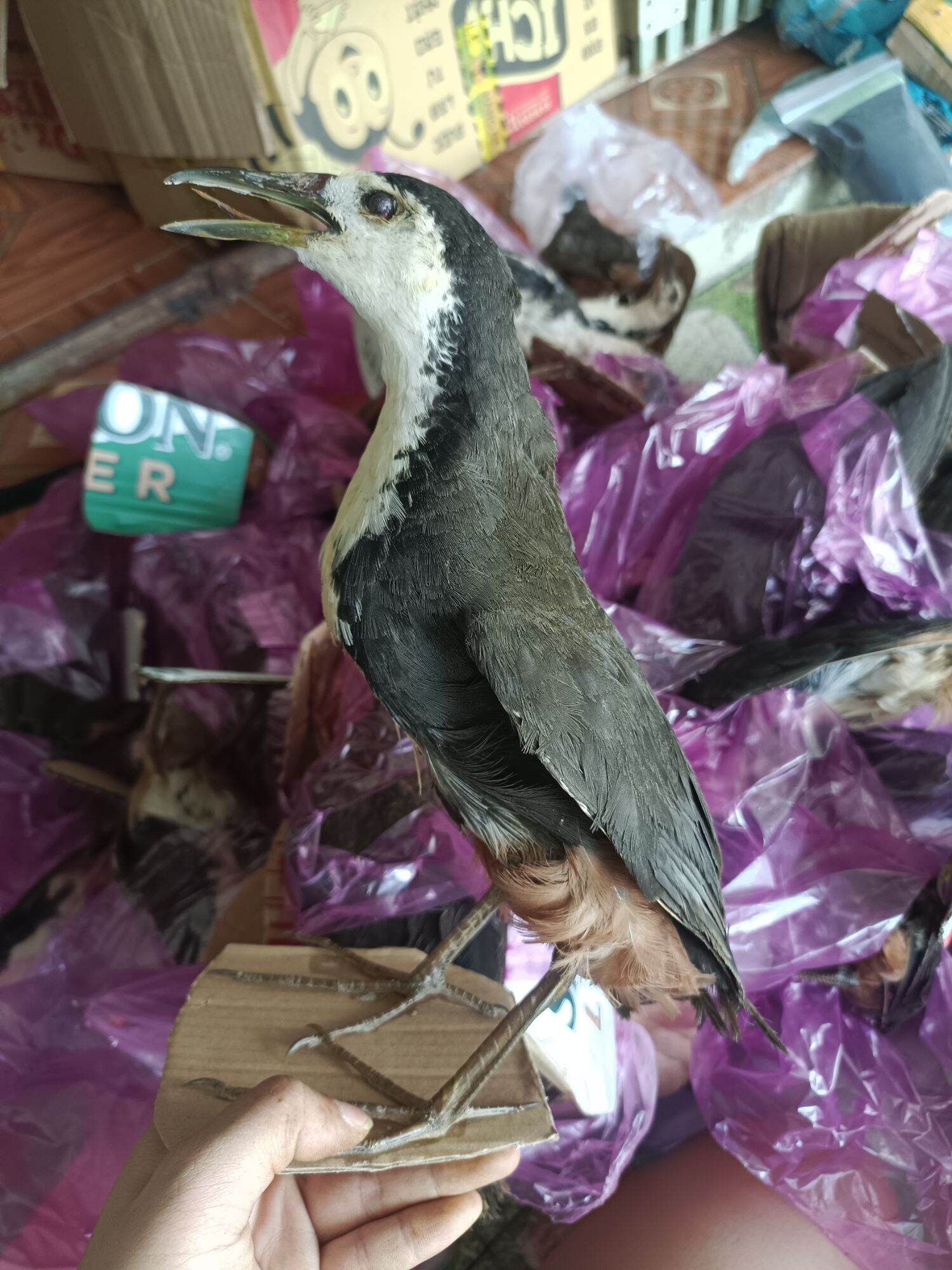 Quốc mồi giả hàng bơm keo